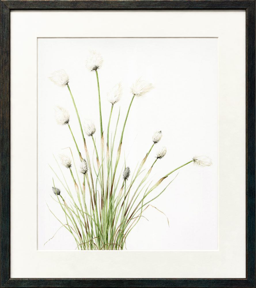 cottongrass framed