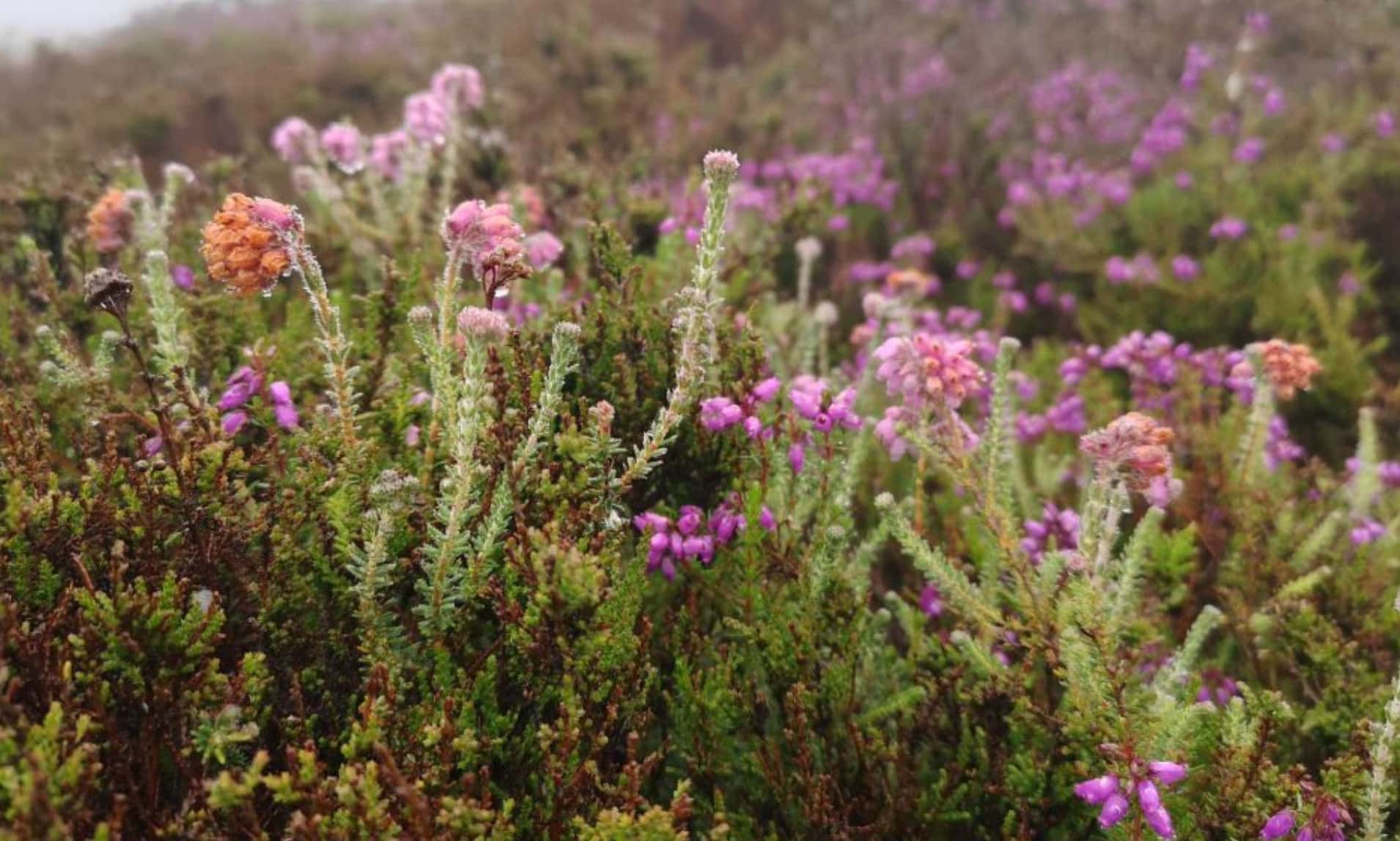Finding Cross-leaved Heath on Bennachie
