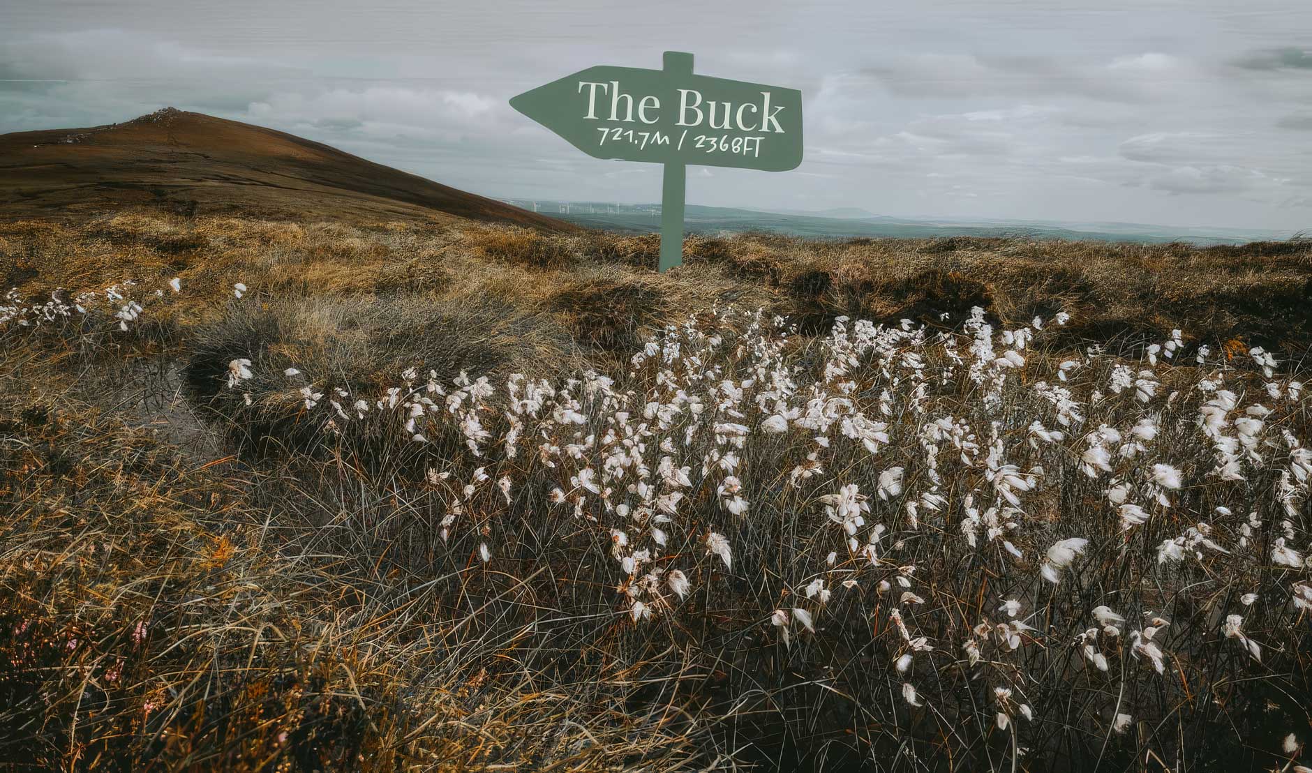 Discovering Cottongrass