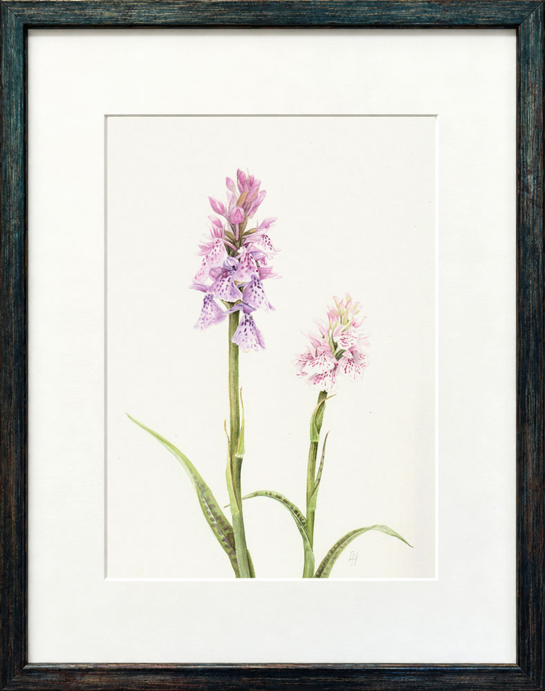 heath spotted orchid framed