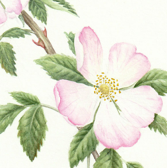 Dog Rose & Rosehips