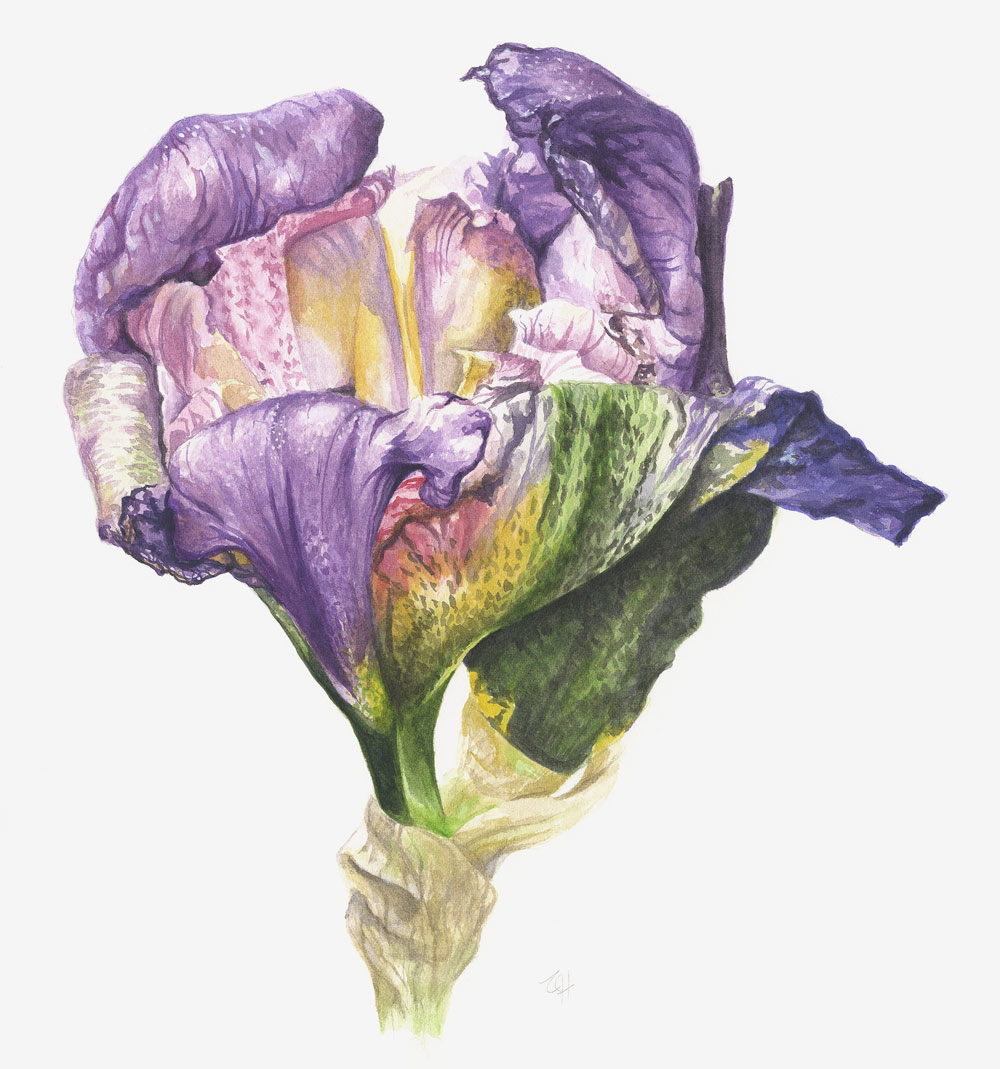 Close-up botanical watercolour painting of a purple bearded iris beginning to unfurl.