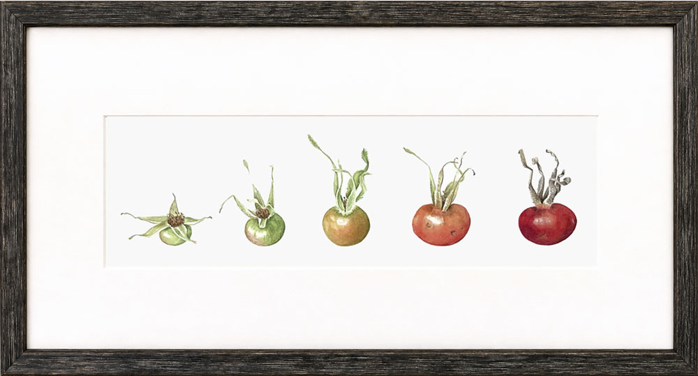 Rosehip Evolution Framed