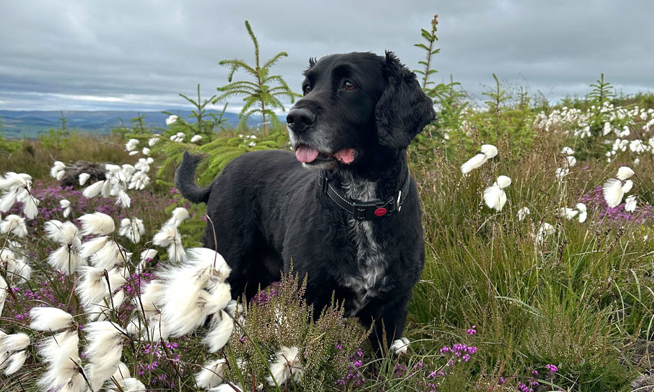 Among the Cottongrass on Foudland Hill