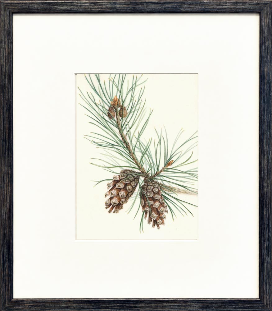 Scots pine branch framed