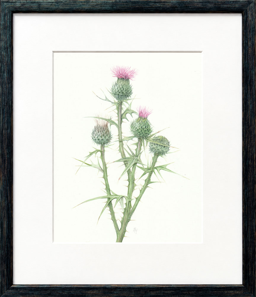 Srear thistle framed