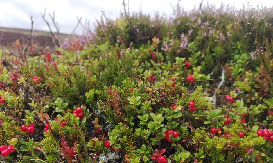 Cowberries in the Correen Hills