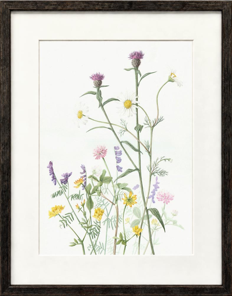 wildflowers framed