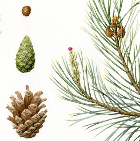 Scots Pine | Botanical Study
