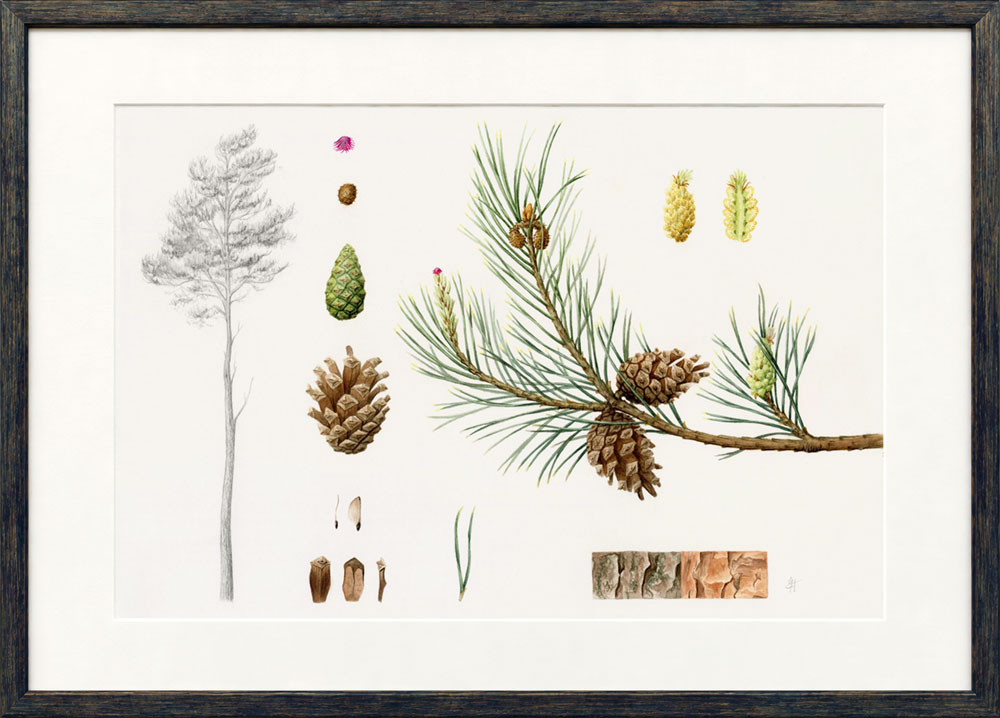 Scots pine botanical study framed